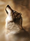 avatar di marcodex