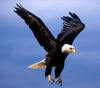 avatar di Golden eagle